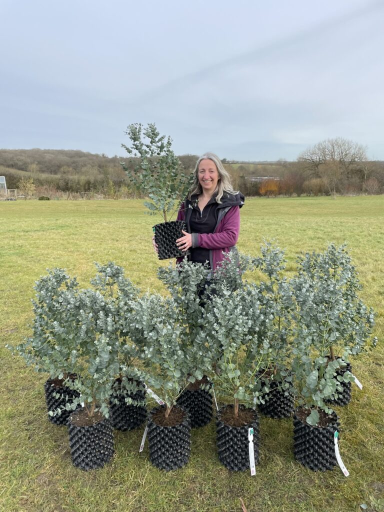 Eucalyptus gunnii 'Azura'