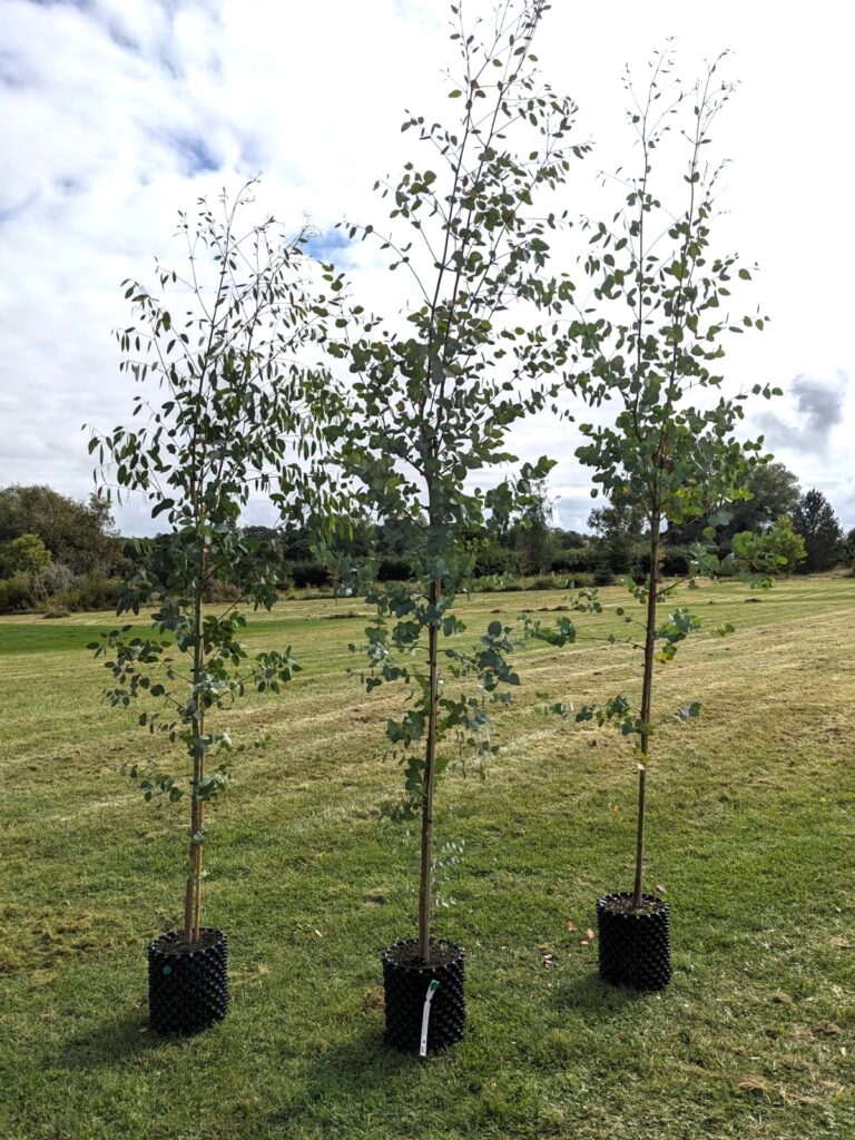 9L archeri 270-300cm