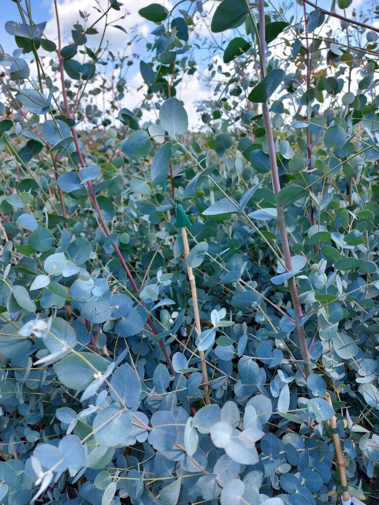 Eucalyptus archeri