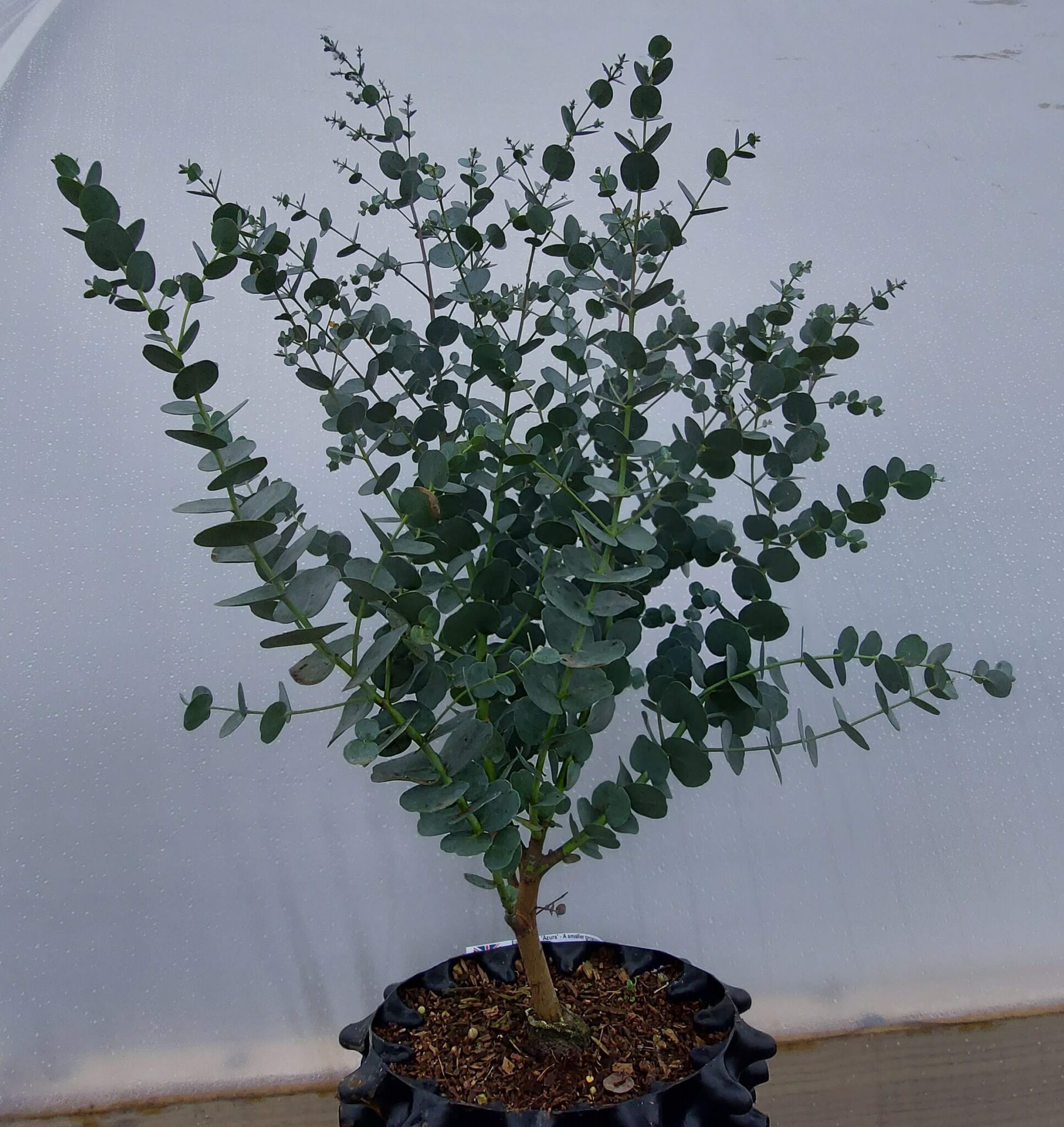 Eucalyptus gunnii 'Azura' - Dwarf Cider Gum - 1 of our absolute ...