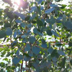 Eucalyptus gunnii 'Azura' - Dwarf Cider Gum