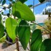 Eucalyptus pauciflora ssp. pauciflora 'Mount Buffalo'