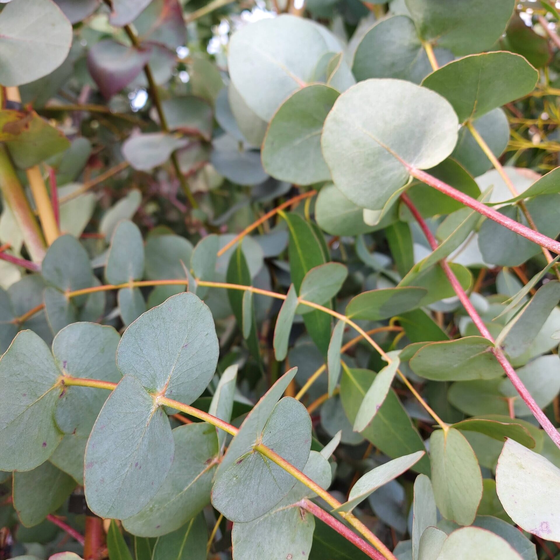 Эвкалипт Eucalyptus cinerea Silver Dollar. Эвкалипт пепельный