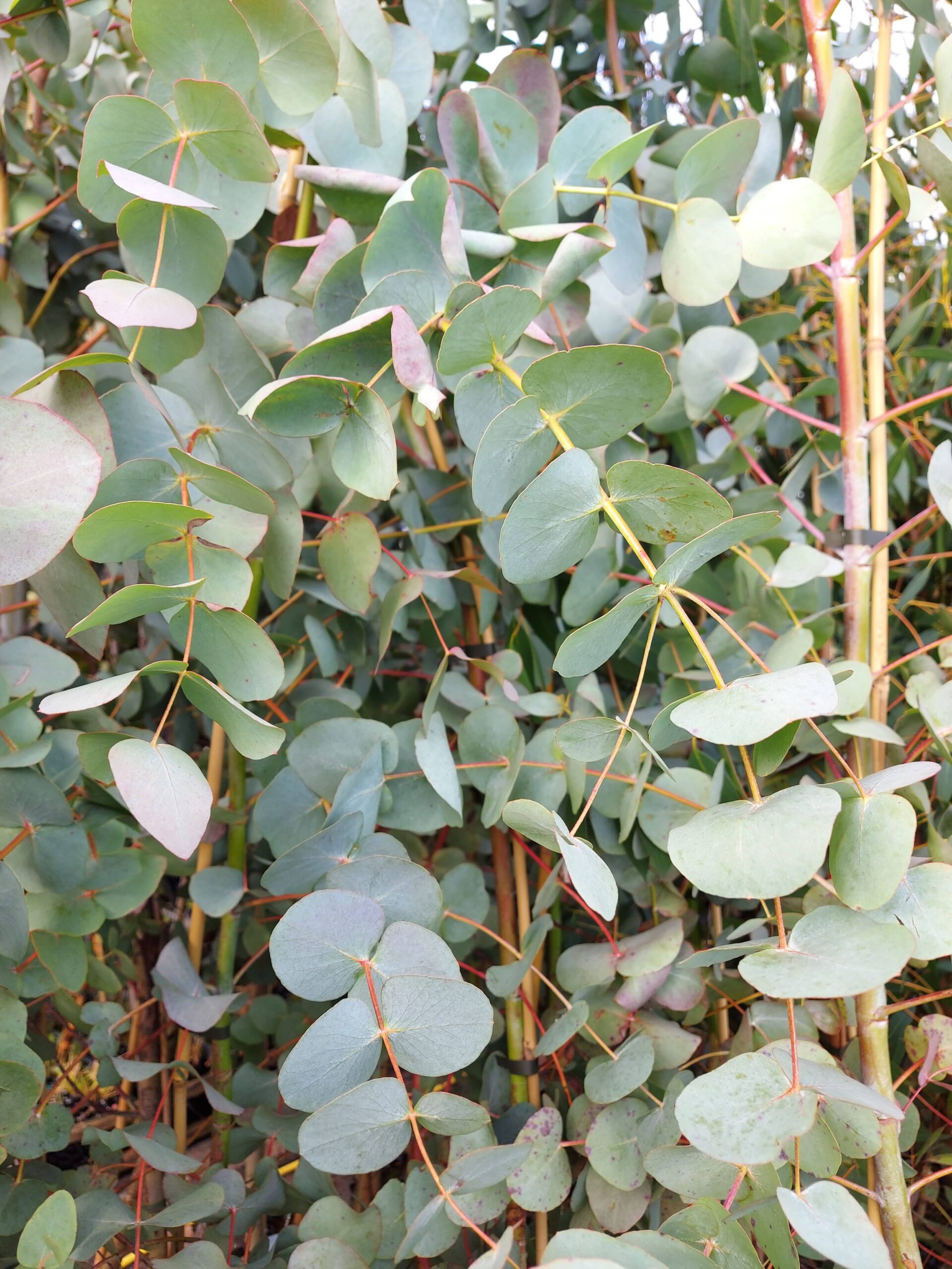 Eucalyptus Silver Dollar Gardener s Workshop 42 OFF