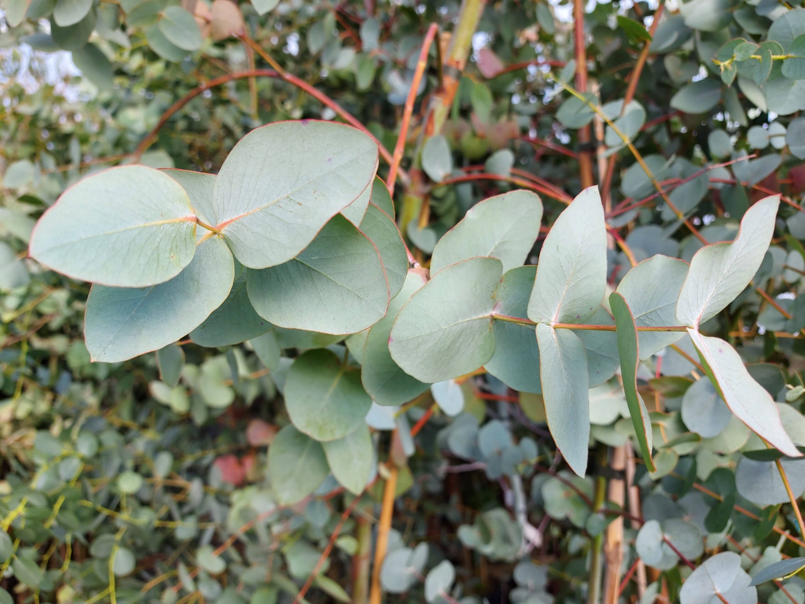 Eucalyptus cinerea - Silver Dollar - Hardy Eucalyptus