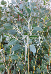 Eucalyptus coccifera