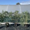 Eucalyptus pauciflora subsp. niphophila Mt Bogong 30 litre at 150-180cm tall