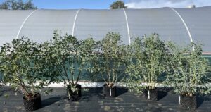 Eucalyptus pauciflora subsp. niphophila 'Mt Bogong'30 litre multistem specimen by Hardy Eucalyptus