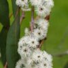 Eucalyptus pauciflora subsp. debeuzevillei