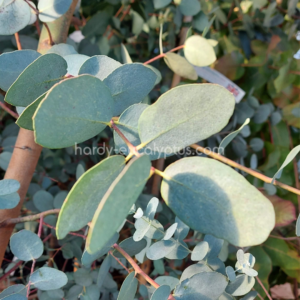 Eucalyptus archeri