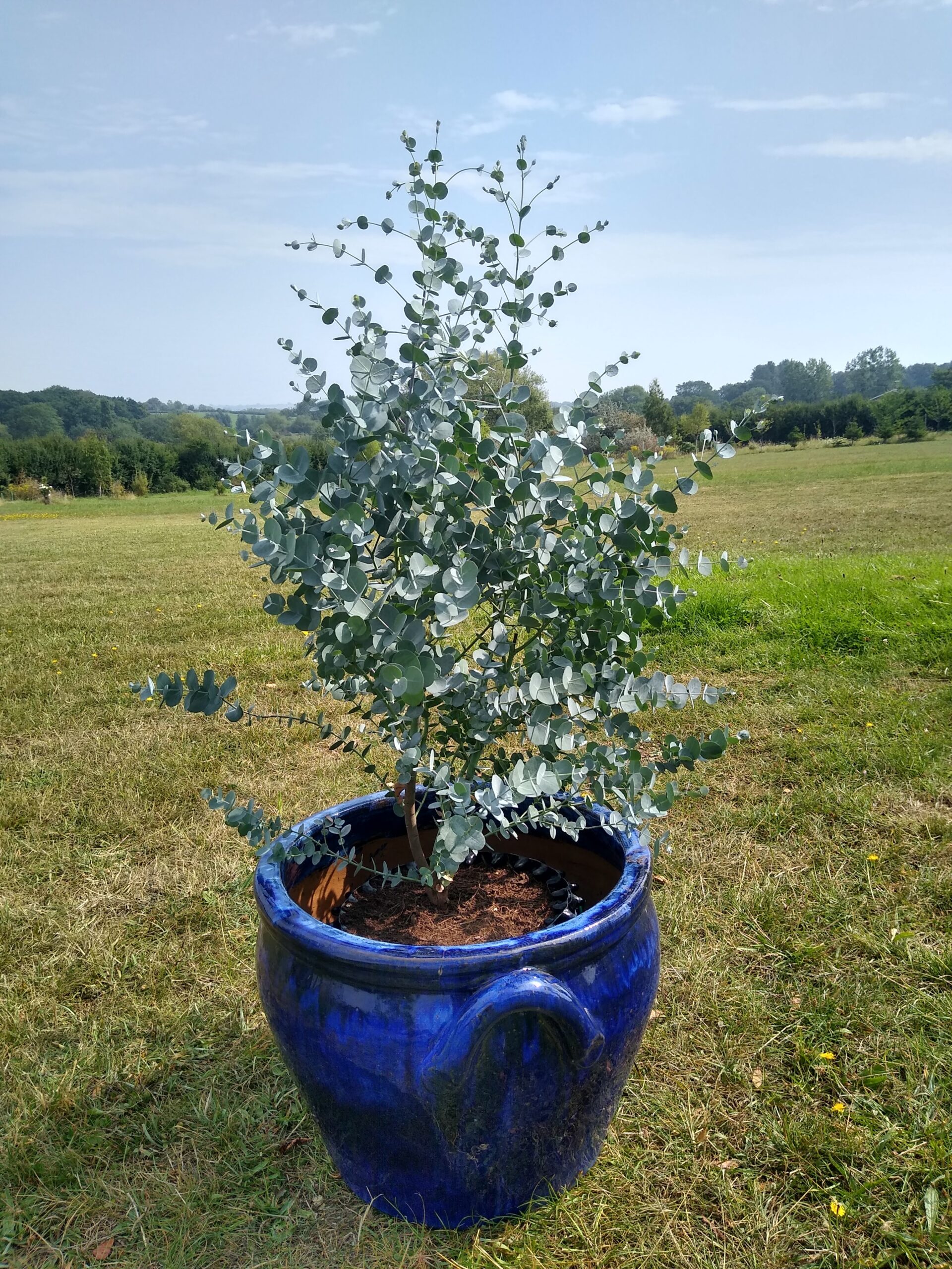 Air-Pot Kits - Hardy Eucalyptus