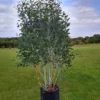 Eucalyptus pauciflora subsp. niphophila 'Mt Bogong'