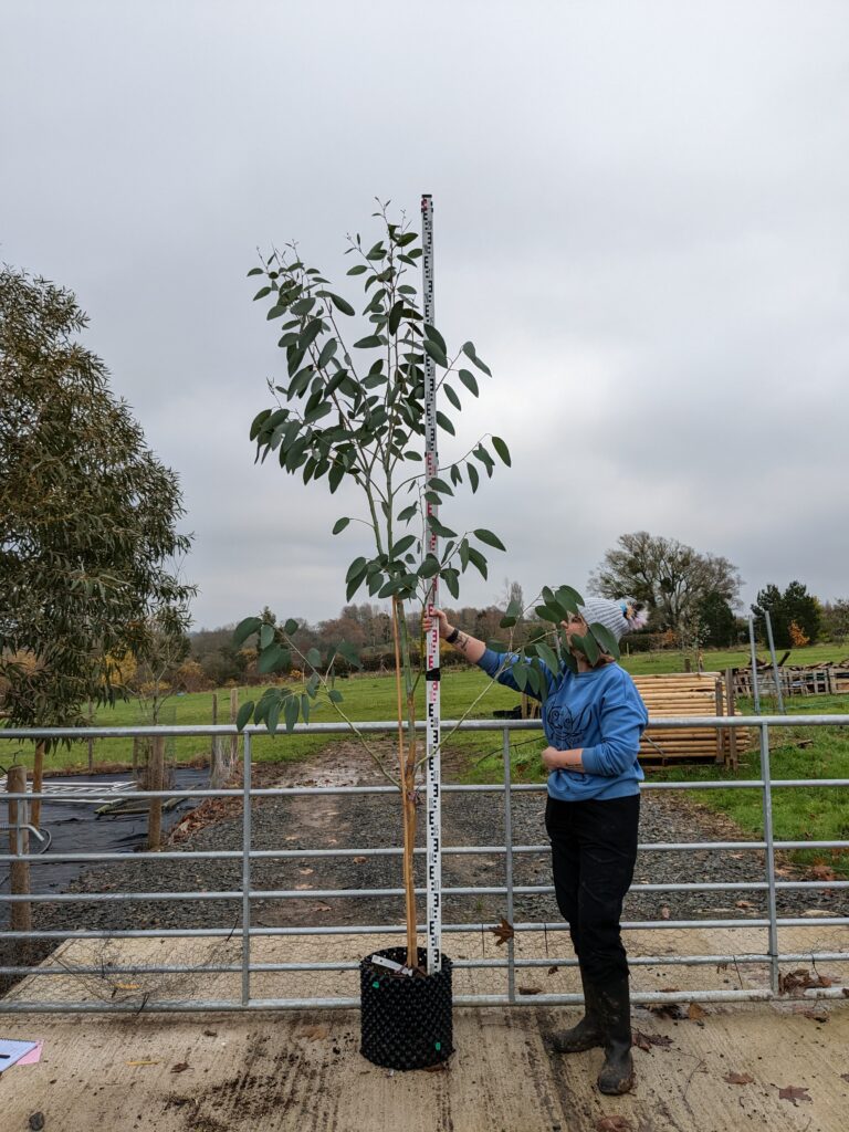 Eucalyptus pauciflora ssp. pauciflora 'Mount Buffalo'