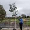 Eucalyptus pauciflora ssp. pauciflora 'Mount Buffalo'