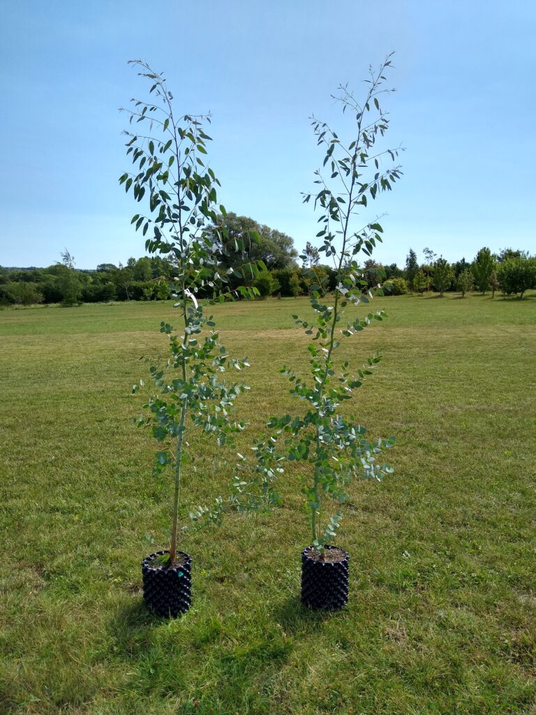 Eucalyptus gunnii 'Silverana'