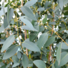 Eucalyptus gunnii 'Silverana'