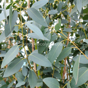 Eucalyptus gunnii 'Silverana'