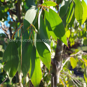 Eucalyptus stellulata