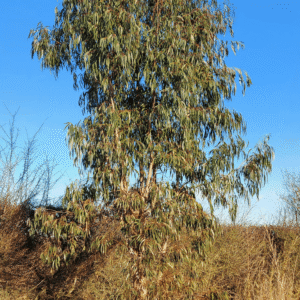 Eucalyptus aggregata