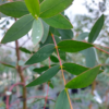 Eucalyptus parvula