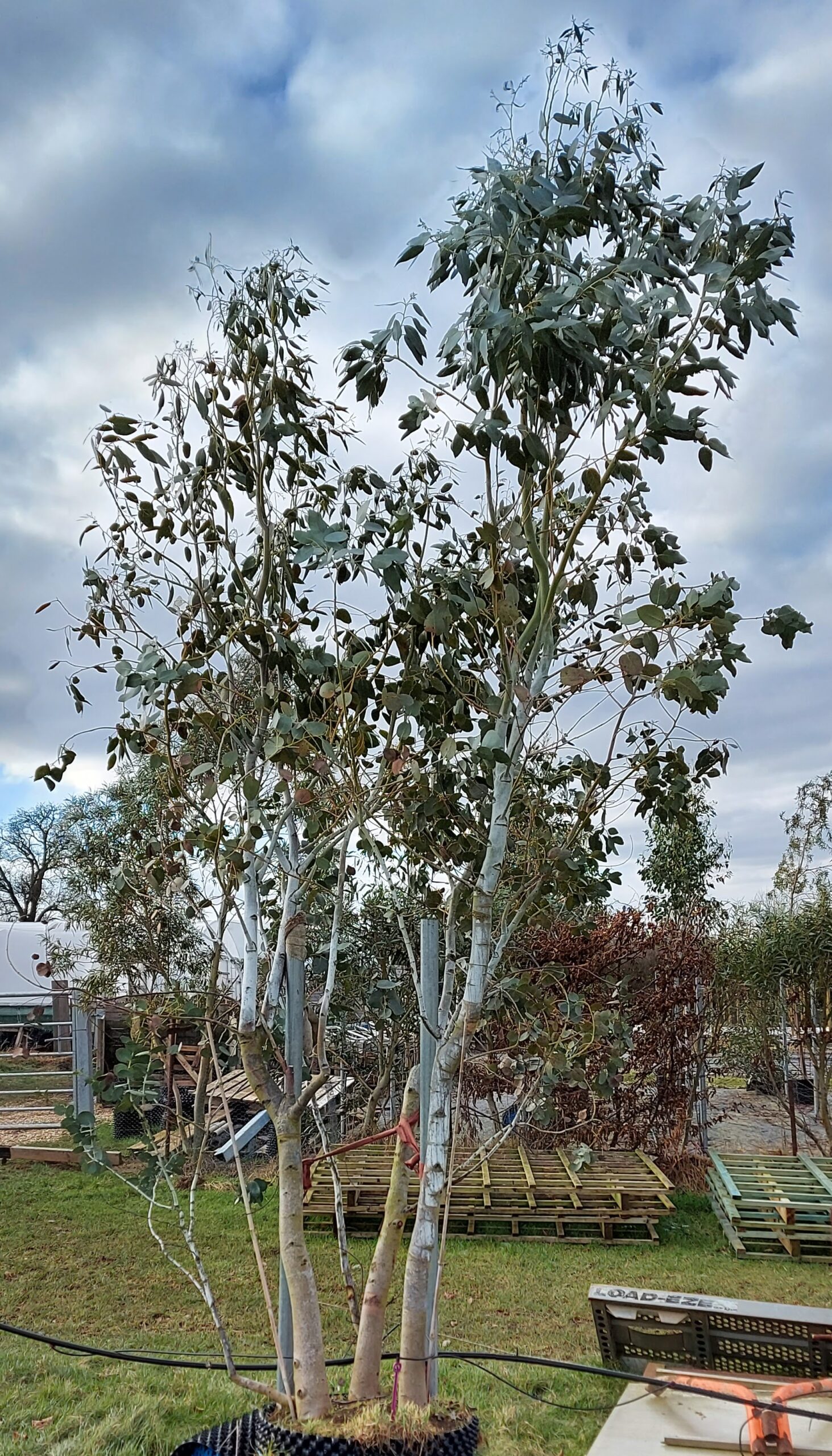 Air-Pot Kits - Hardy Eucalyptus