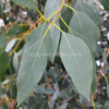 Eucalyptus urnigera