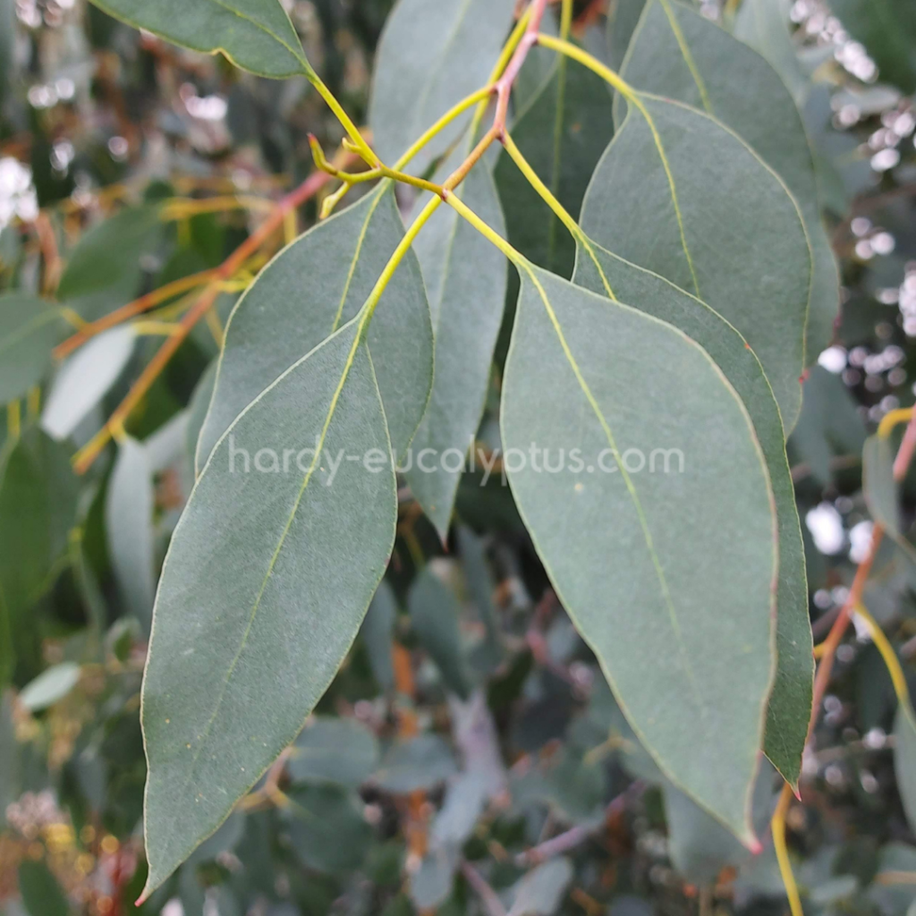 Eucalyptus urnigera