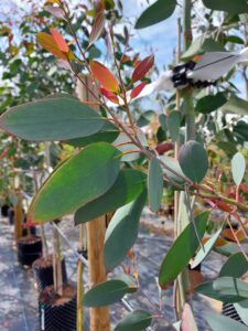 Eucalyptus pauciflora ssp. pauciflora 'Mount Buffalo'