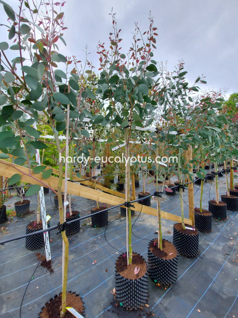 Eucalyptus pauciflora subsp. pauciflora 'Mt Buffalo'