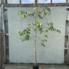 5L dalrympleana 240 - 270cm