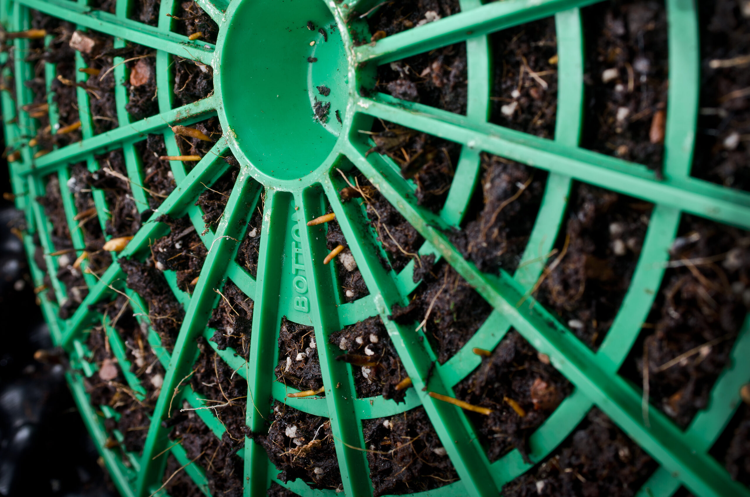 Air-Pot Kits - Hardy Eucalyptus