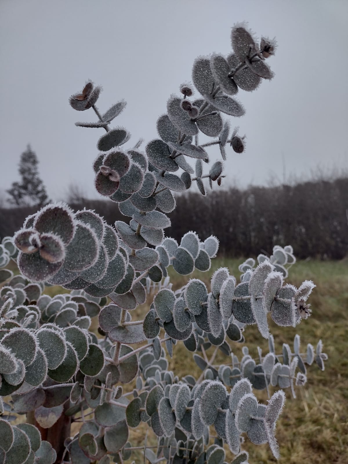 Air-Pot Kits - Hardy Eucalyptus