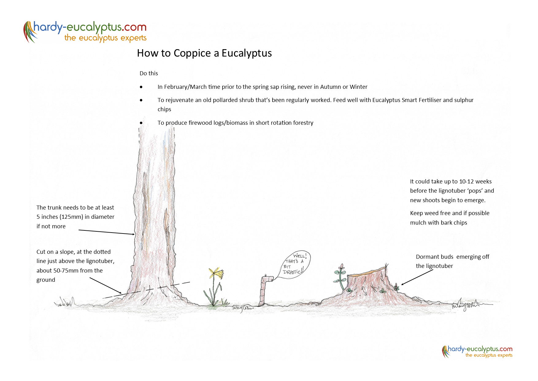 How to Coppice a Eucalyptus