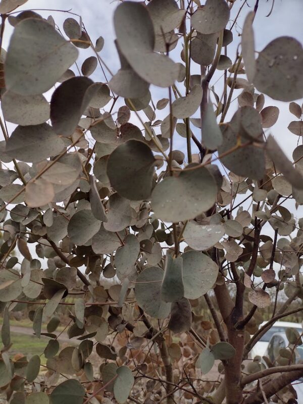 Eucalyptus gunnii foliage suffering from winter wind scorch