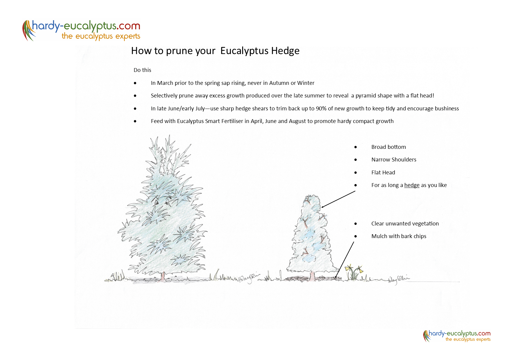 How to prune a Eucalyptus hedge