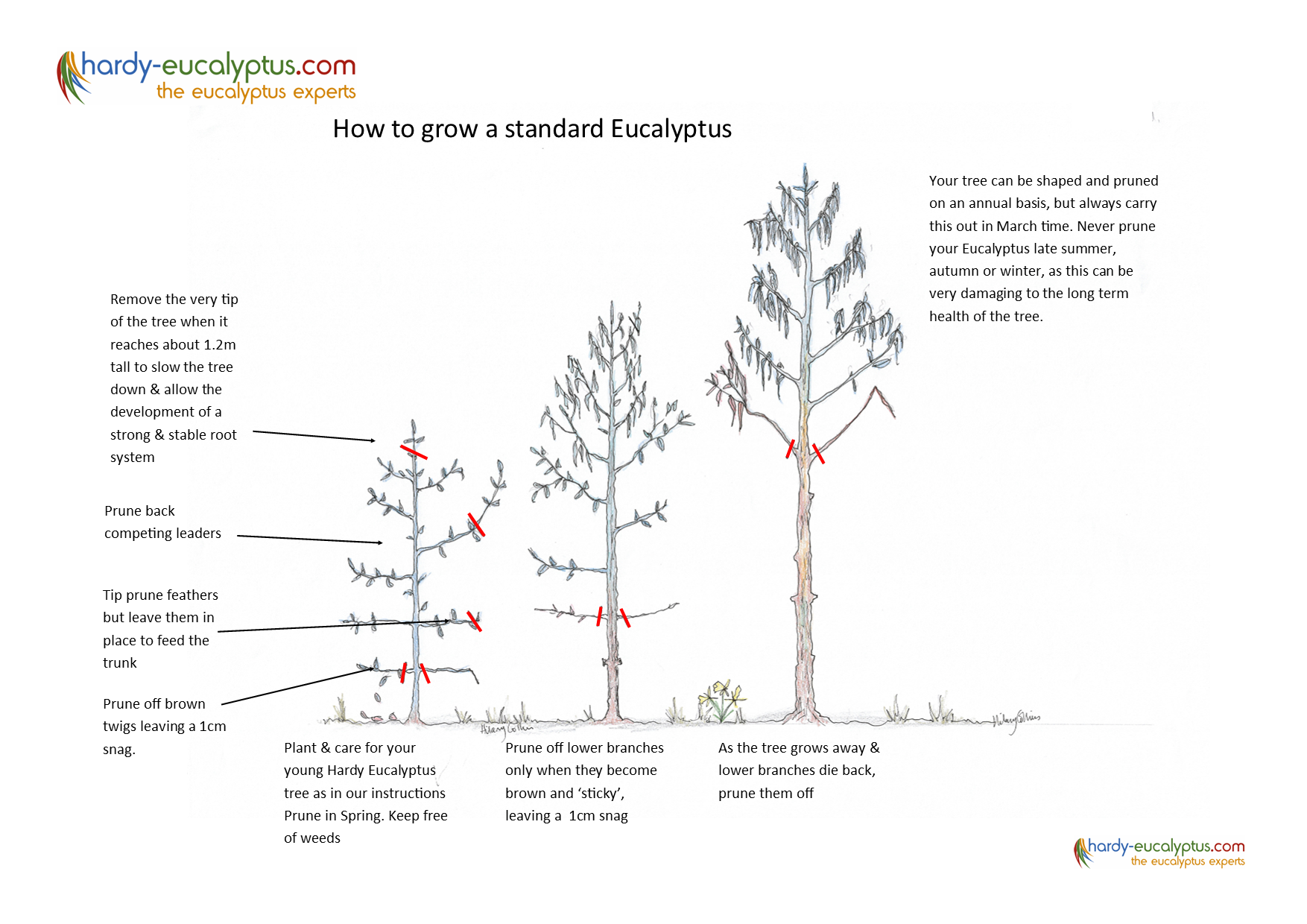 How to grow a standard Eucalyptus Tree