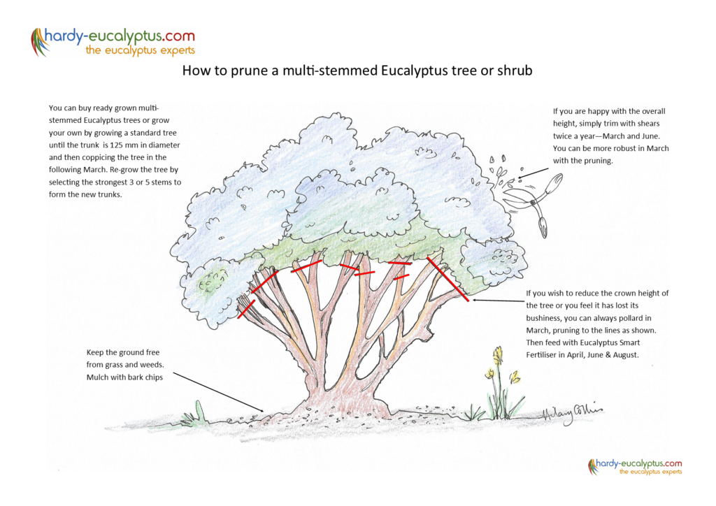 How To Make The Most Out of Eucalyptus