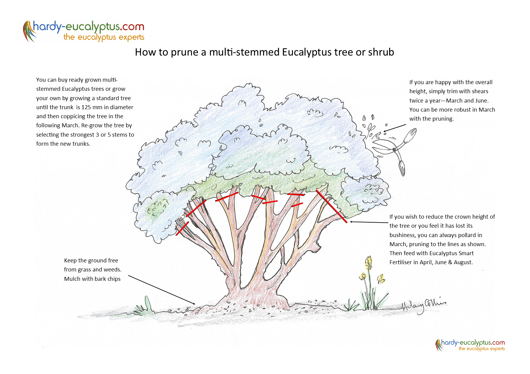 How to prune a multi-stemmed Eucalyptus tree or shrub