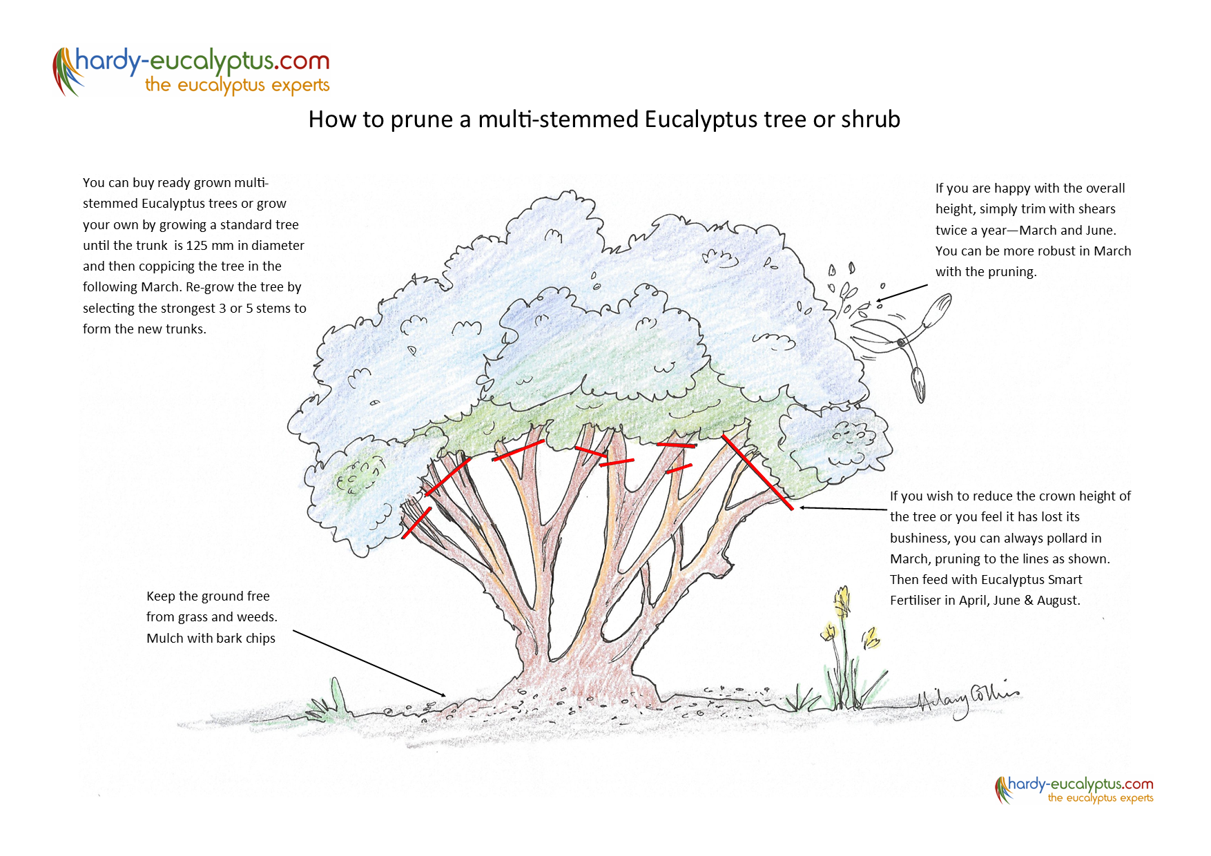 Eucalyptus Plants for Sale - Buying & Growing Guide 