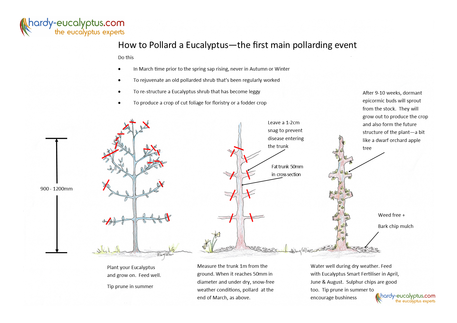 How to pollard a Eucalyptus tree