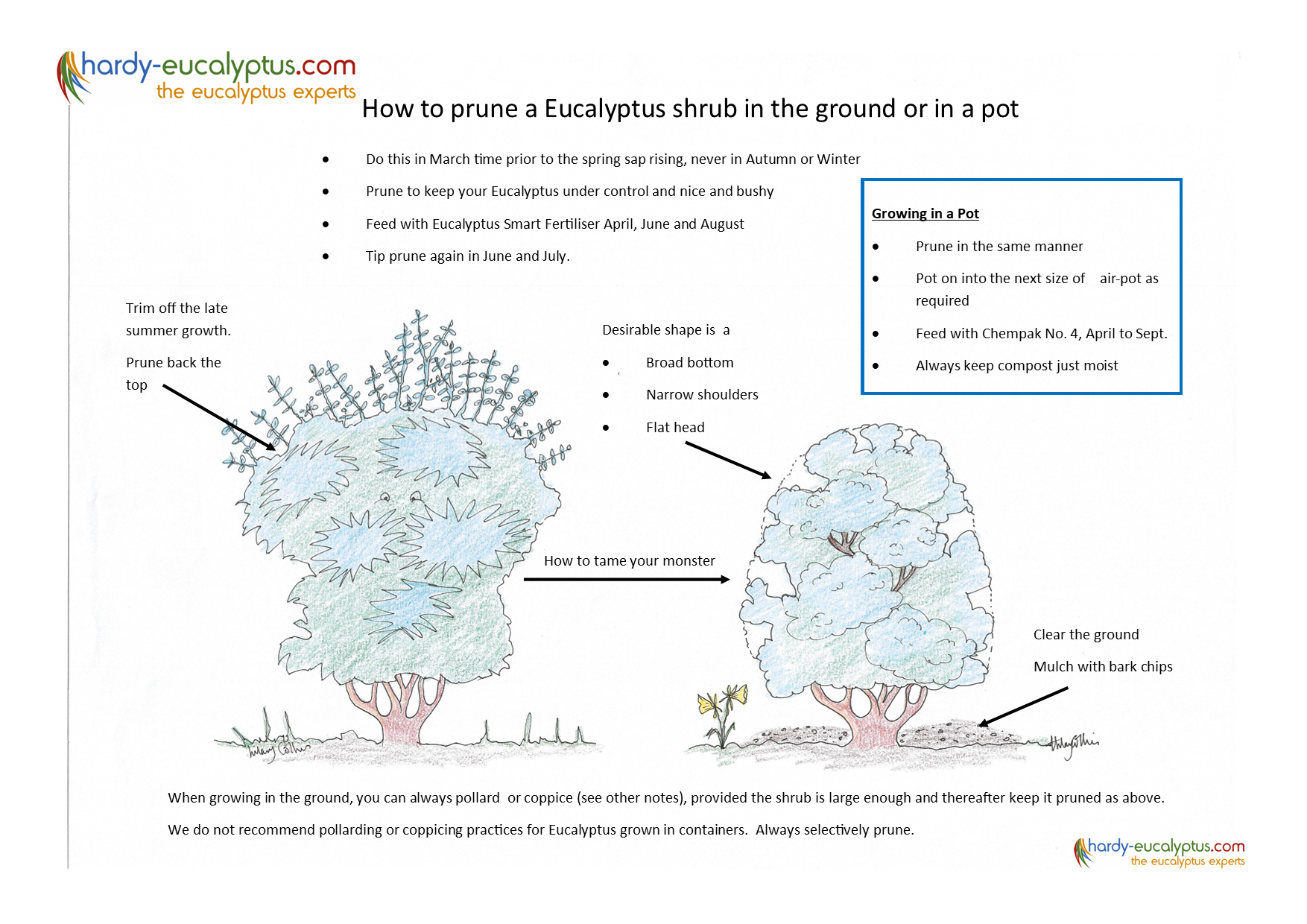 How to prune a Eucalyptus shrub in the ground or in a pot