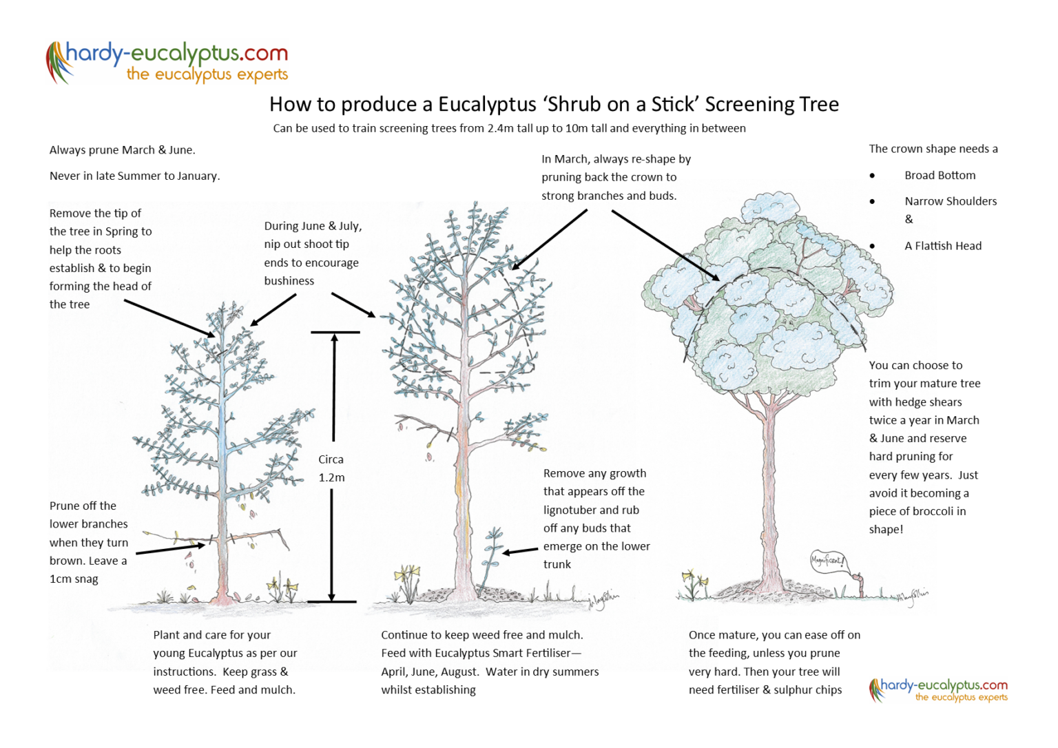 pruning-guides-for-eucalyptus-hardy-eucalyptus