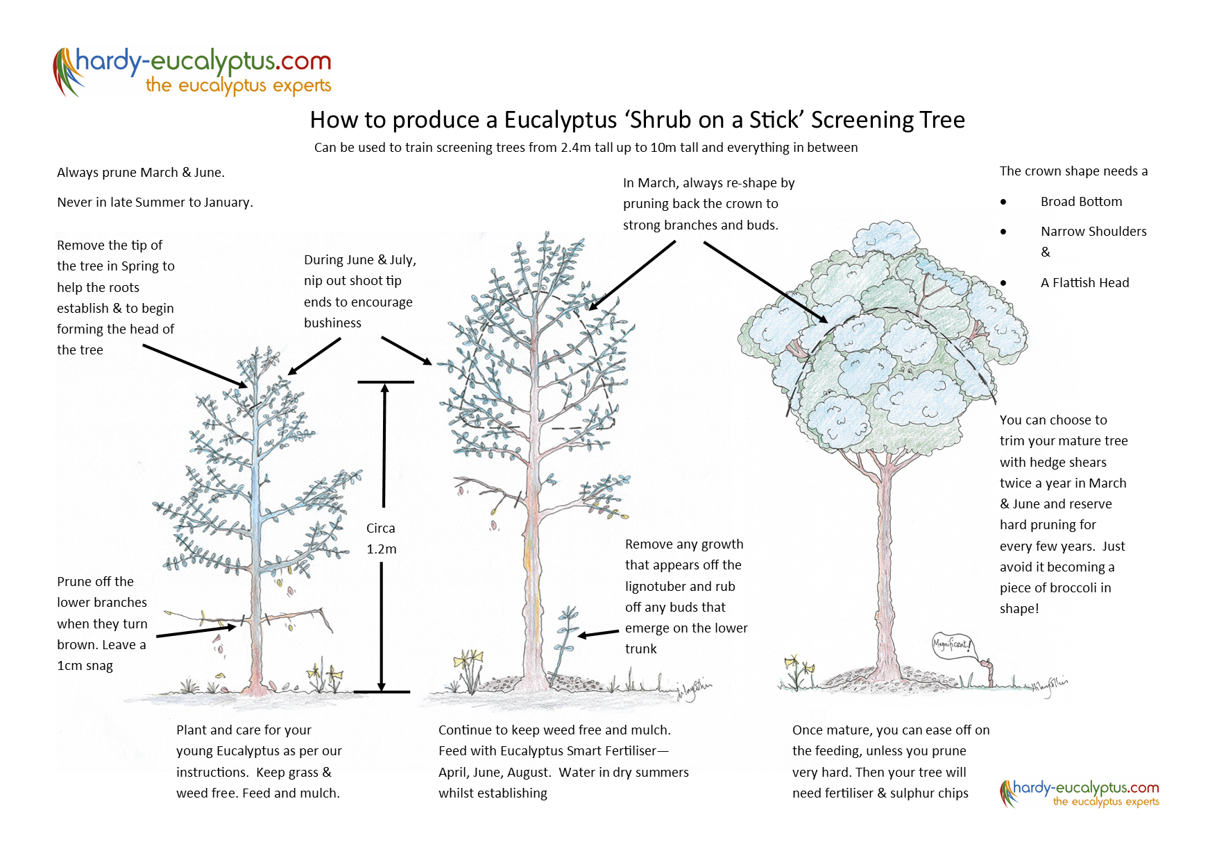 How to produce a Eucalyptus 'Shrub on a stick" as a screening tree
