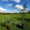 Eucalyptus crenulata multi-stemmed bush and standard growing in 5 litre air-pots