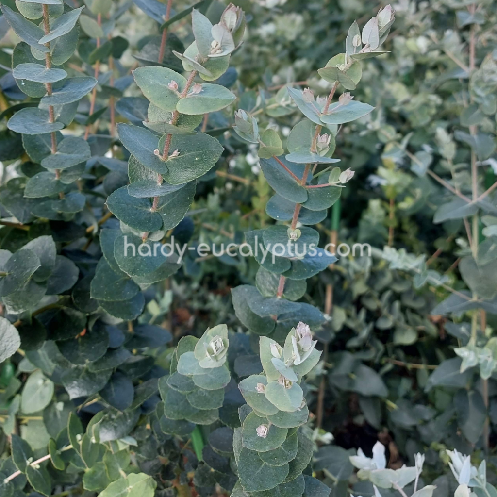 Eucalyptus crenulata foliage, ideal Eucalyptus for flower arranging