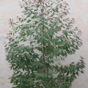 Eucalyptus deglupta - Rainbow Gum. Growing in a 20 Litre Air-Pot