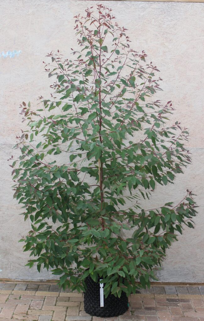 Eucalyptus deglupta - Rainbow Gum. Growing in a 20 Litre Air-Pot