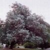 A mature Eucalyptus crenulata growing in New Zealand