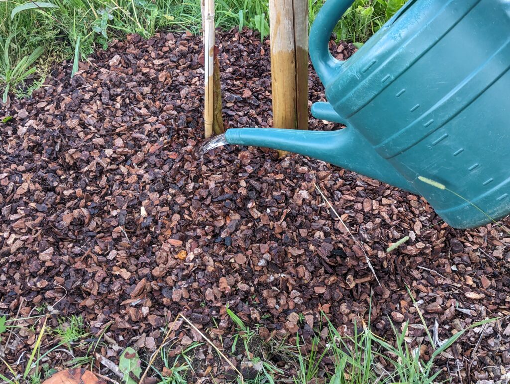 Deep bark mulch surrounds a tree receiving 15 litres of water
