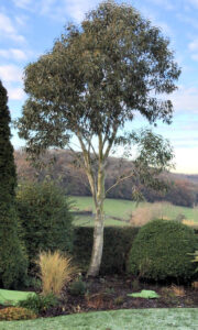 Eucalyptus debeuzevillei